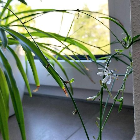 Kempten Mit Bauernhof-Flair Dış mekan fotoğraf
