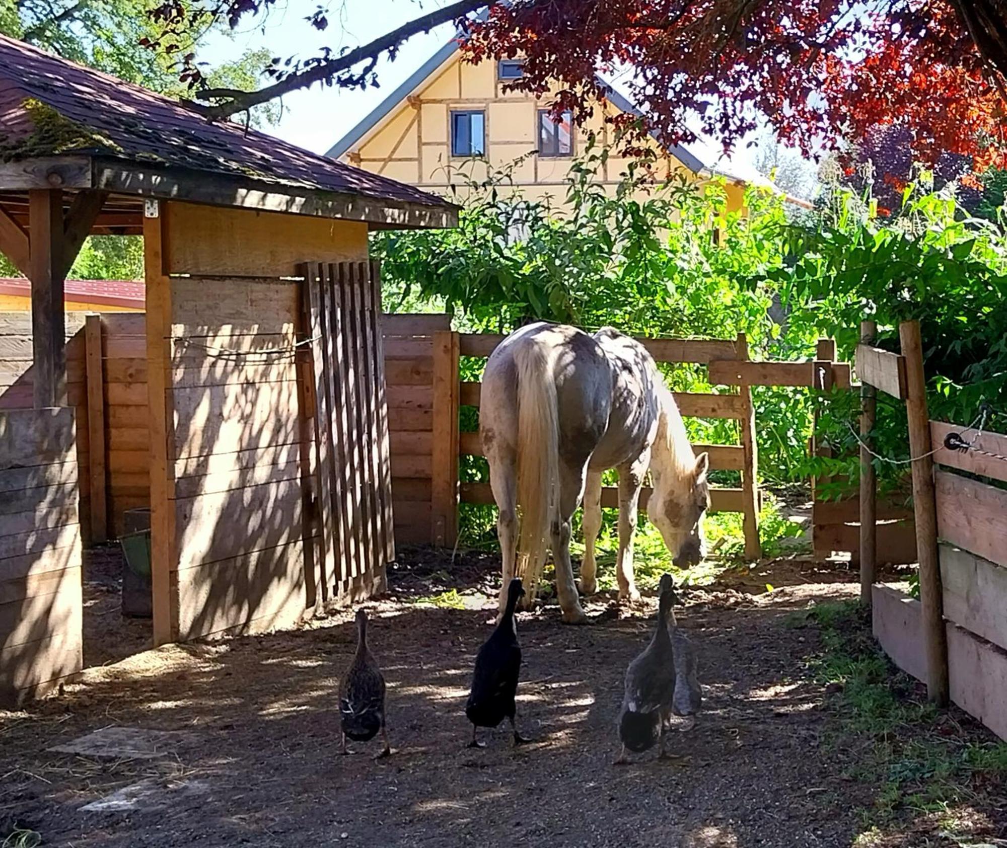 Kempten Mit Bauernhof-Flair Dış mekan fotoğraf